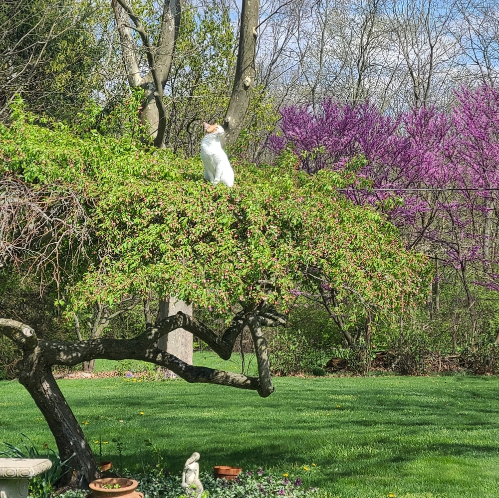 Pop In and Say Hi!! No Trades or Holds - Picture 6 of 7